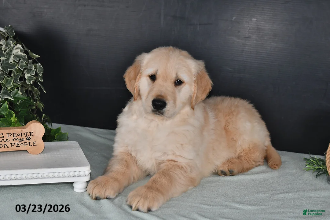 Golden Retriever dogs for sale: Kevin - Ad 1