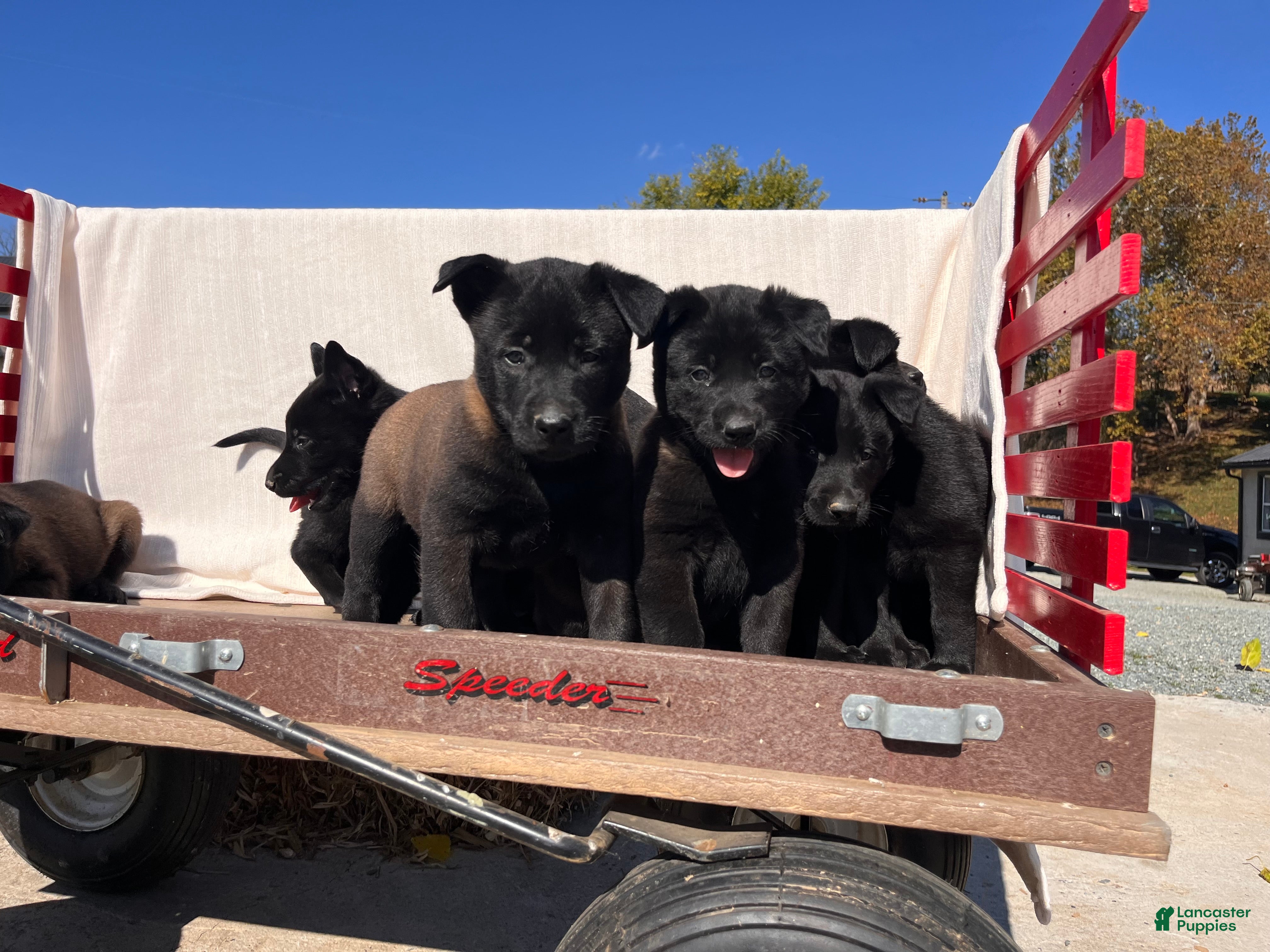 Belgian Malinois dogs for sale: Breeze❤️ mom and dad are there to meet  - Ad 2