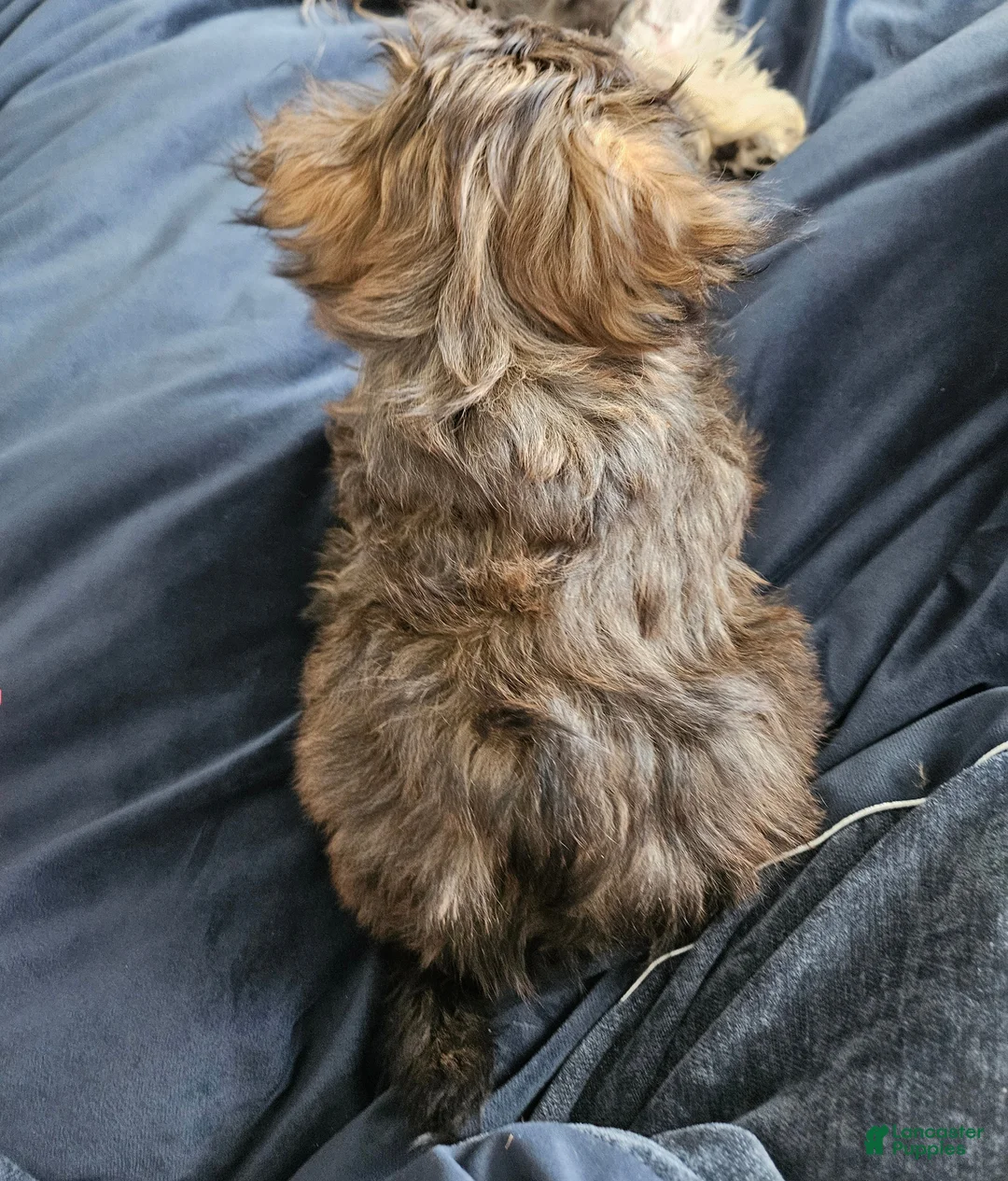 Shorkie dogs for sale: Baby boy 1 - Ad 2