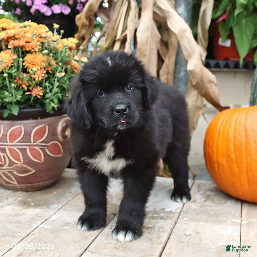 Newfoundland dogs Teddy Bear - Ad 1