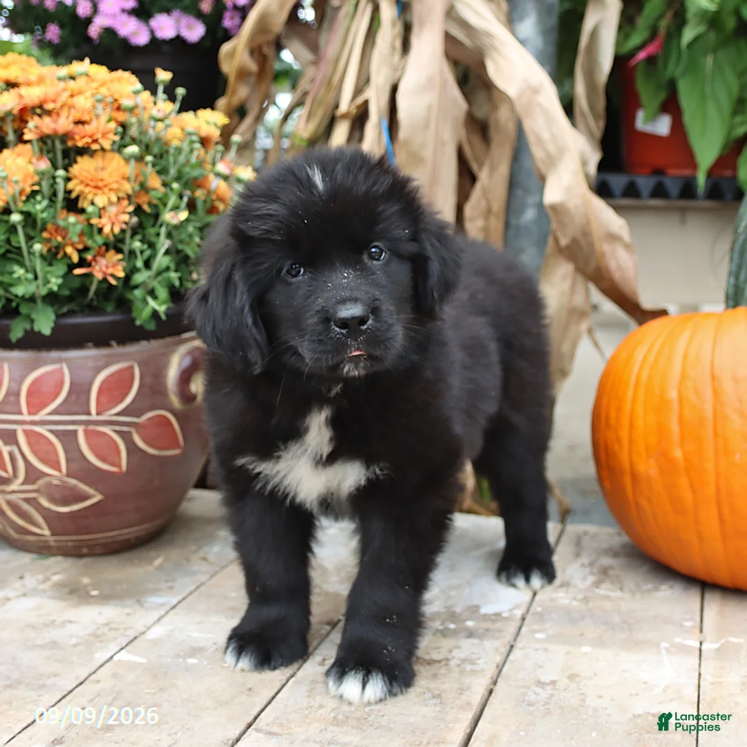 Newfoundland dogs for sale: Teddy Bear - Ad 1