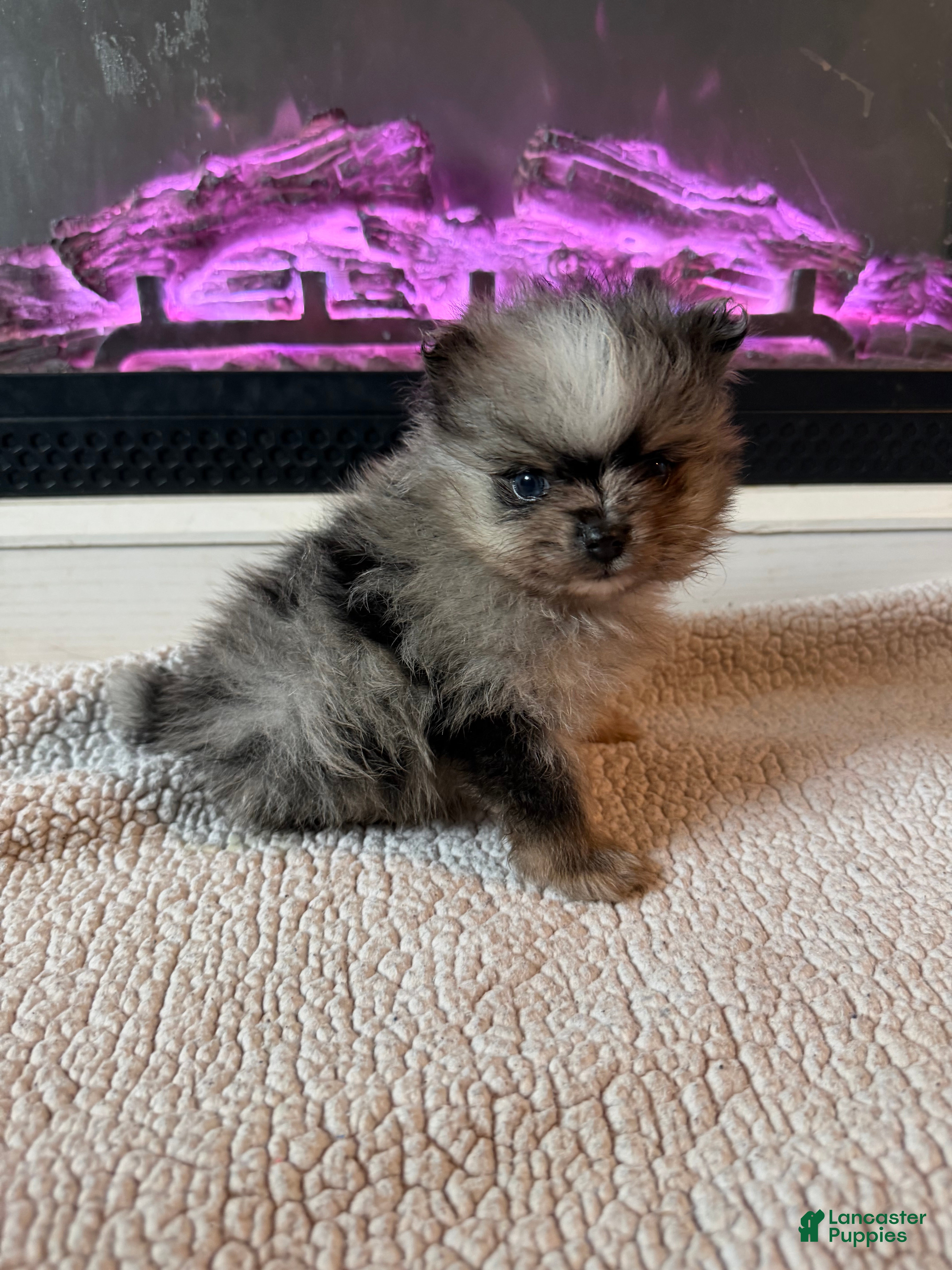 Pomeranian dogs Geppetto - Ad 1