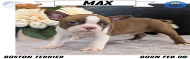 Max