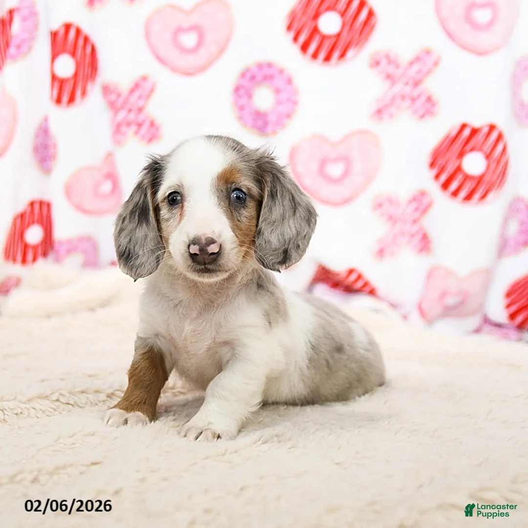 Miniature Dachshund dogs for sale: Oreo - Ad 3