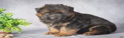 German Shepherd dogs for sale: Bear - Ad 3