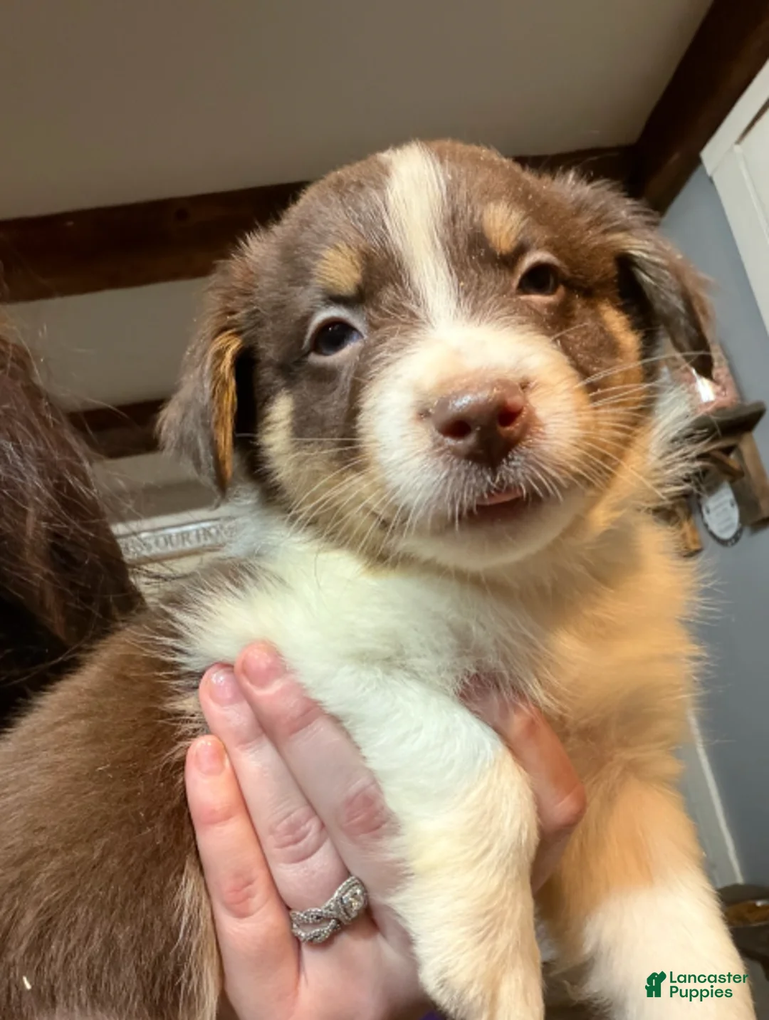 Australian Shepherd dogs for sale: Light Blue - Ad 1