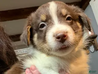 Australian Shepherd dogs Light Blue - Ad 15