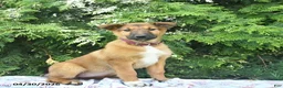 Mixed Breed dogs for sale: Eve  - Ad 1