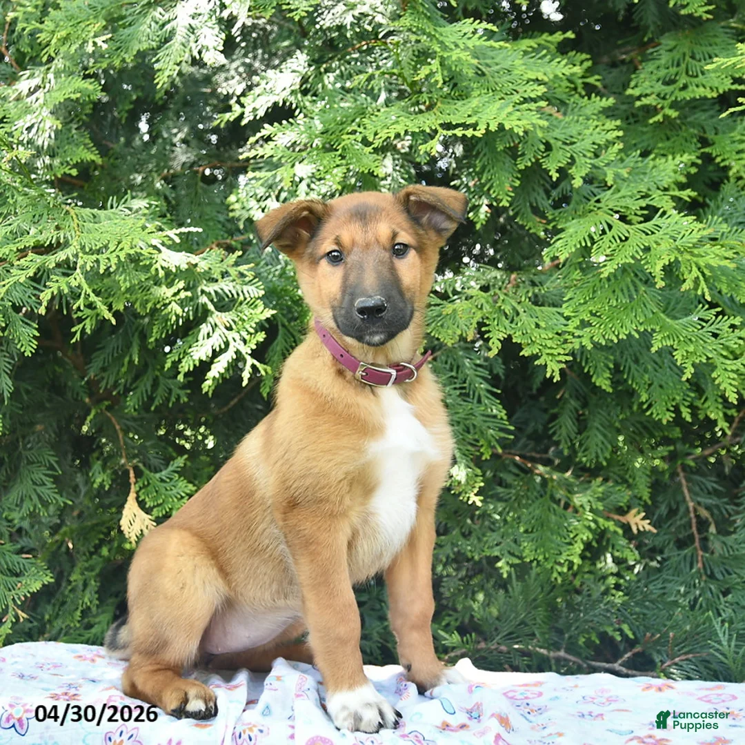 Mixed Breed dogs for sale: Eve  - Ad 1
