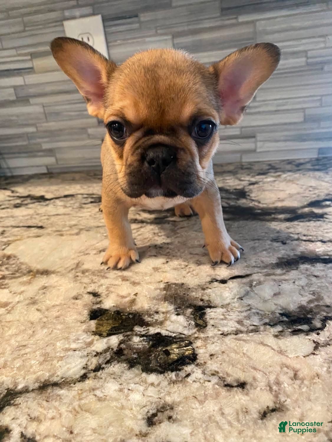 French Bulldog dogs Coco - Ad 17