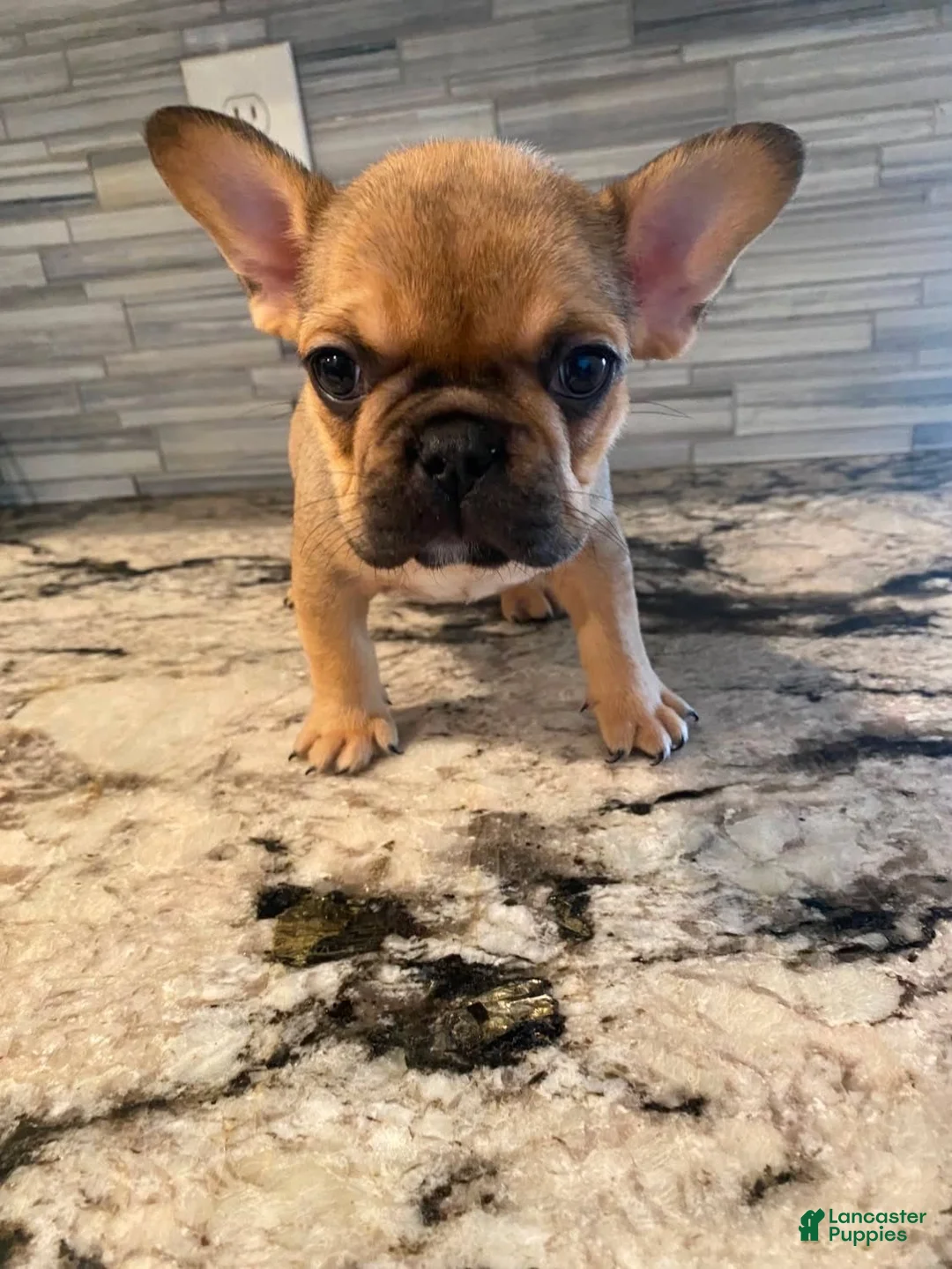 French Bulldog dogs for sale: Coco - Ad 1