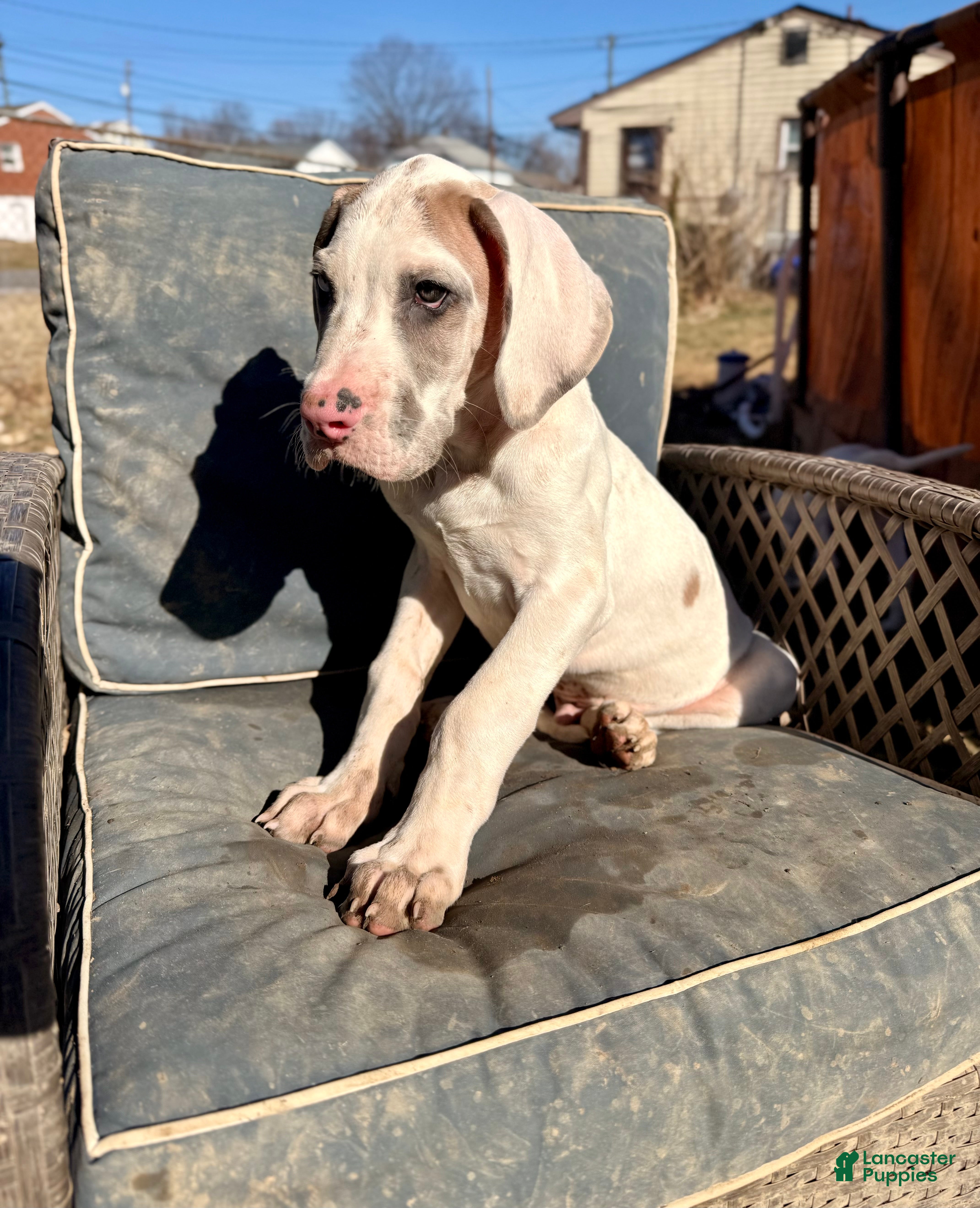 Great Dane dogs Blue Fawnquin Headed Pied (Heavy Euro) - Ad 1