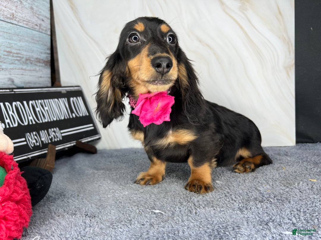 Miniature Dachshund dogs for sale: Ch imports - Ad 7