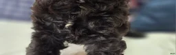 Cavapoo dogs for sale: Twink - Ad 14