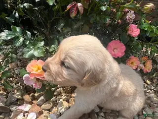 Golden Retriever dogs for sale: Emily - Ad 1