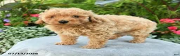 Toy Poodle dogs for sale: Palina - Ad 3