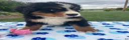 Bernese Mountain Dog dogs for sale: Bear - Ad 2