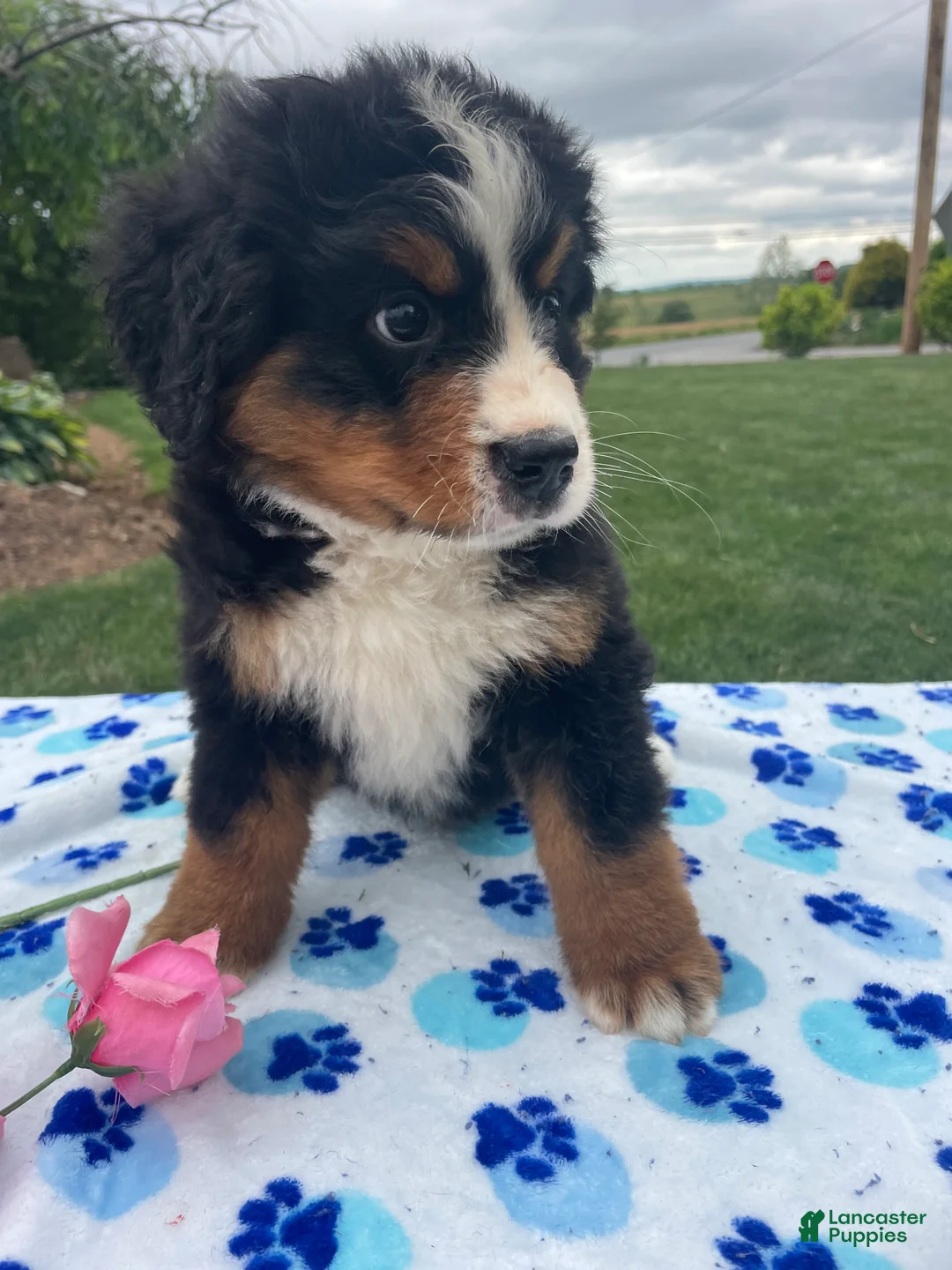 Bernese Mountain Dog dogs for sale: Bear - Ad 2