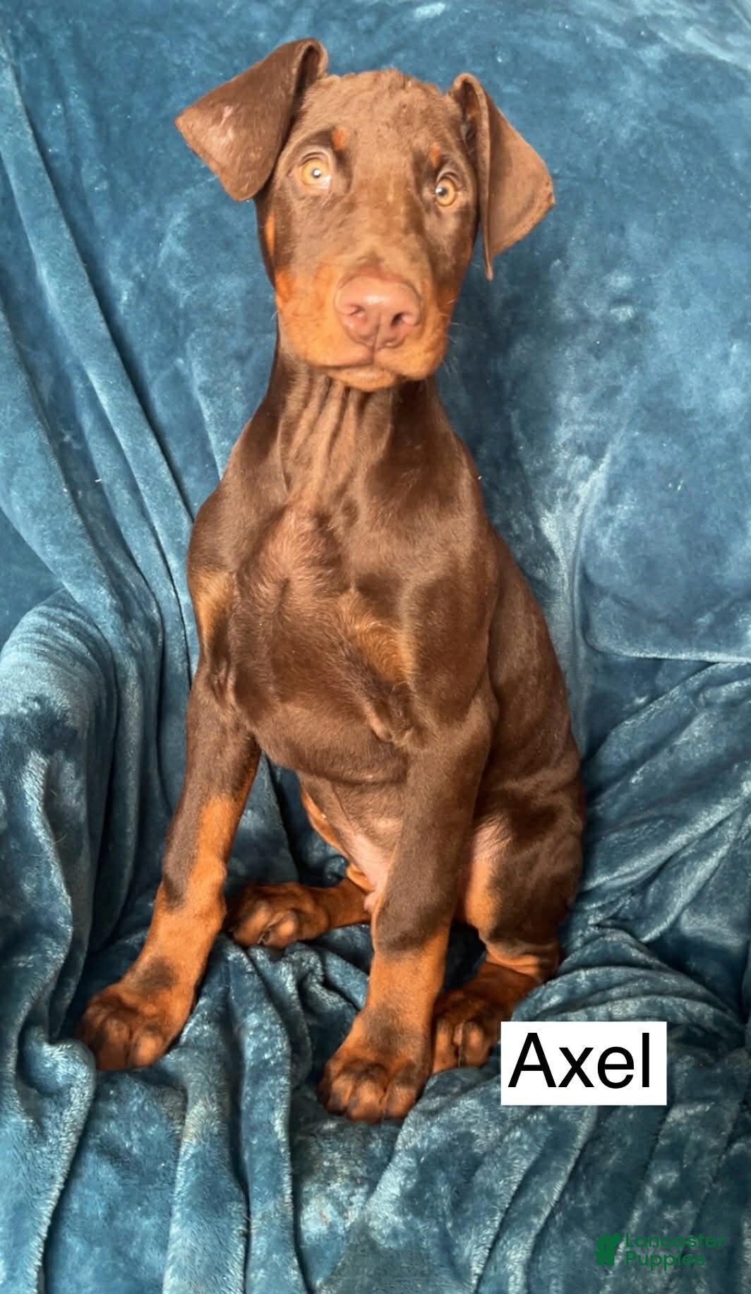 Doberman Pinscher dogs Axel - Ad 9