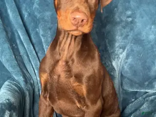 Doberman Pinscher dogs Axel - Ad 9