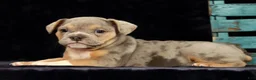 Beabull dogs for sale: Captain - Ad 8