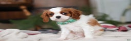 Cavalier King Charles Spaniel dogs for sale: Landon - Ad 3