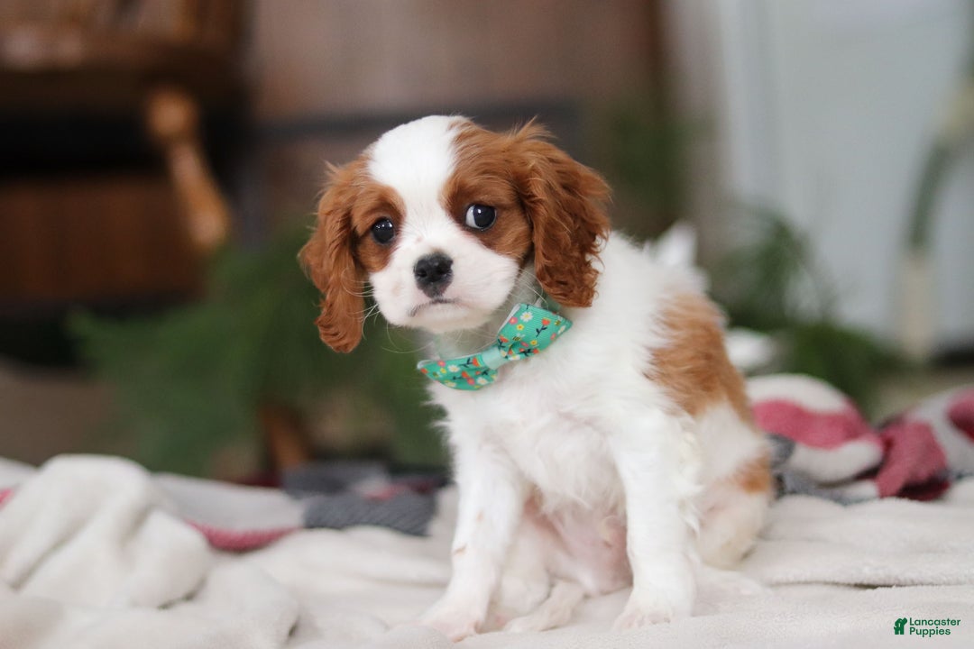 Cavalier King Charles Spaniel dogs for sale: Landon - Ad 3