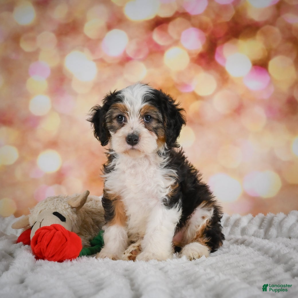 Mini Bernedoodle dogs Molly - Ad 1