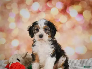 Mini Bernedoodle dogs for sale: Molly - Ad 3