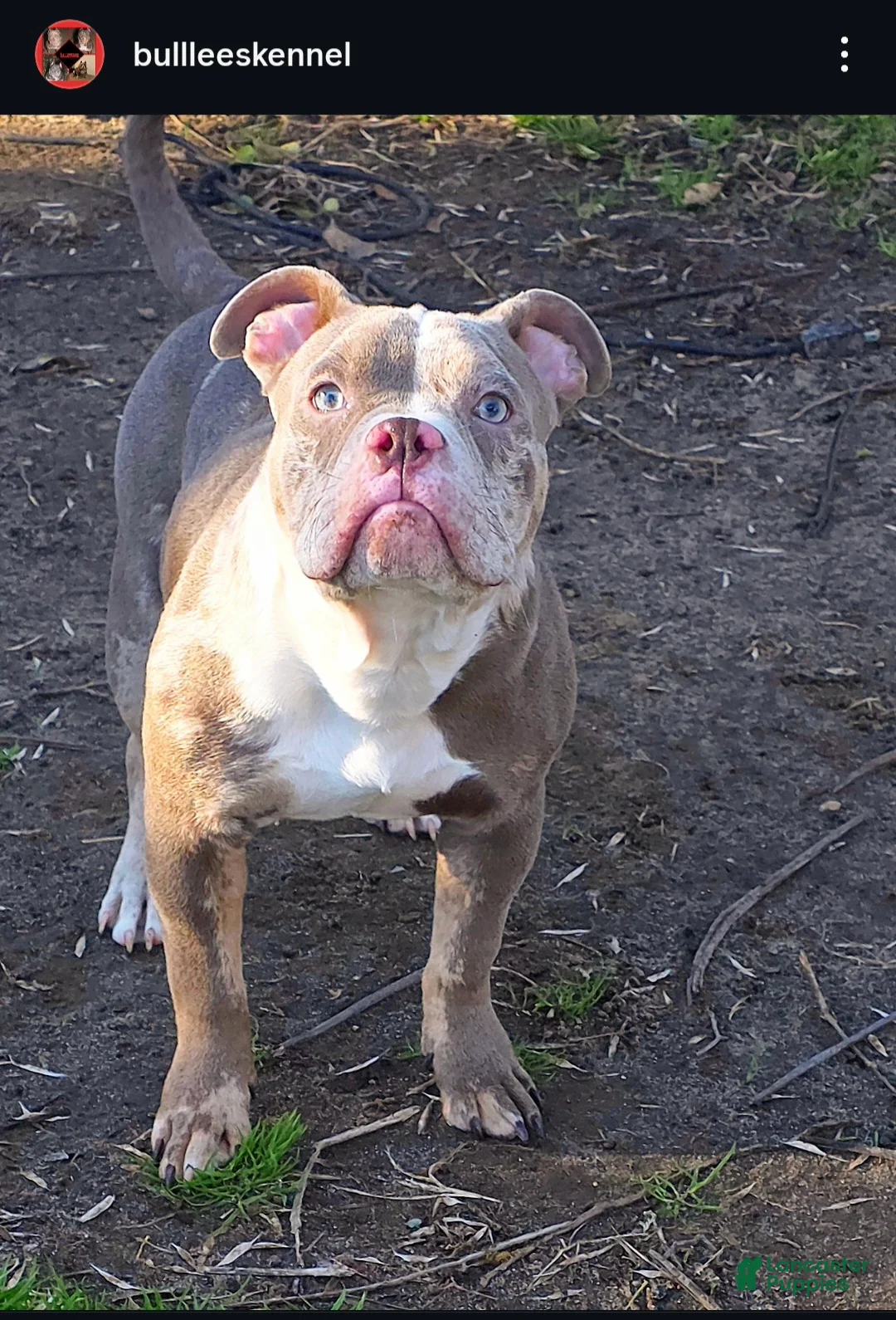 American Bully dogs for sale: American Bully Puppy 2 - Ad 2