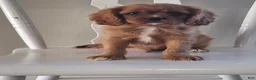 Cavalier King Charles Spaniel dogs for sale: Peanuts - Ad 6