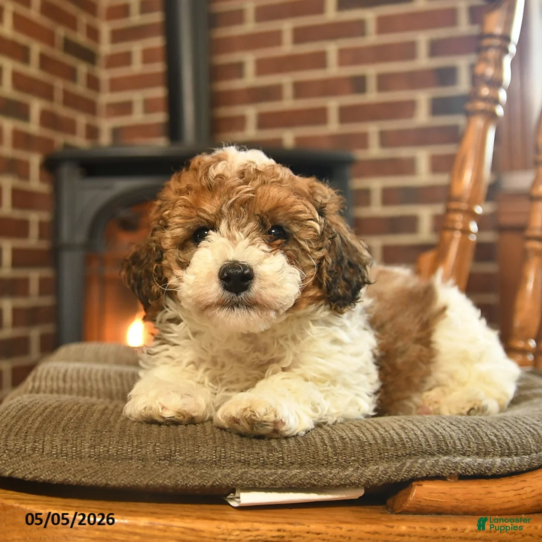 Toy Poodle dogs for sale: Jimmy - Ad 2