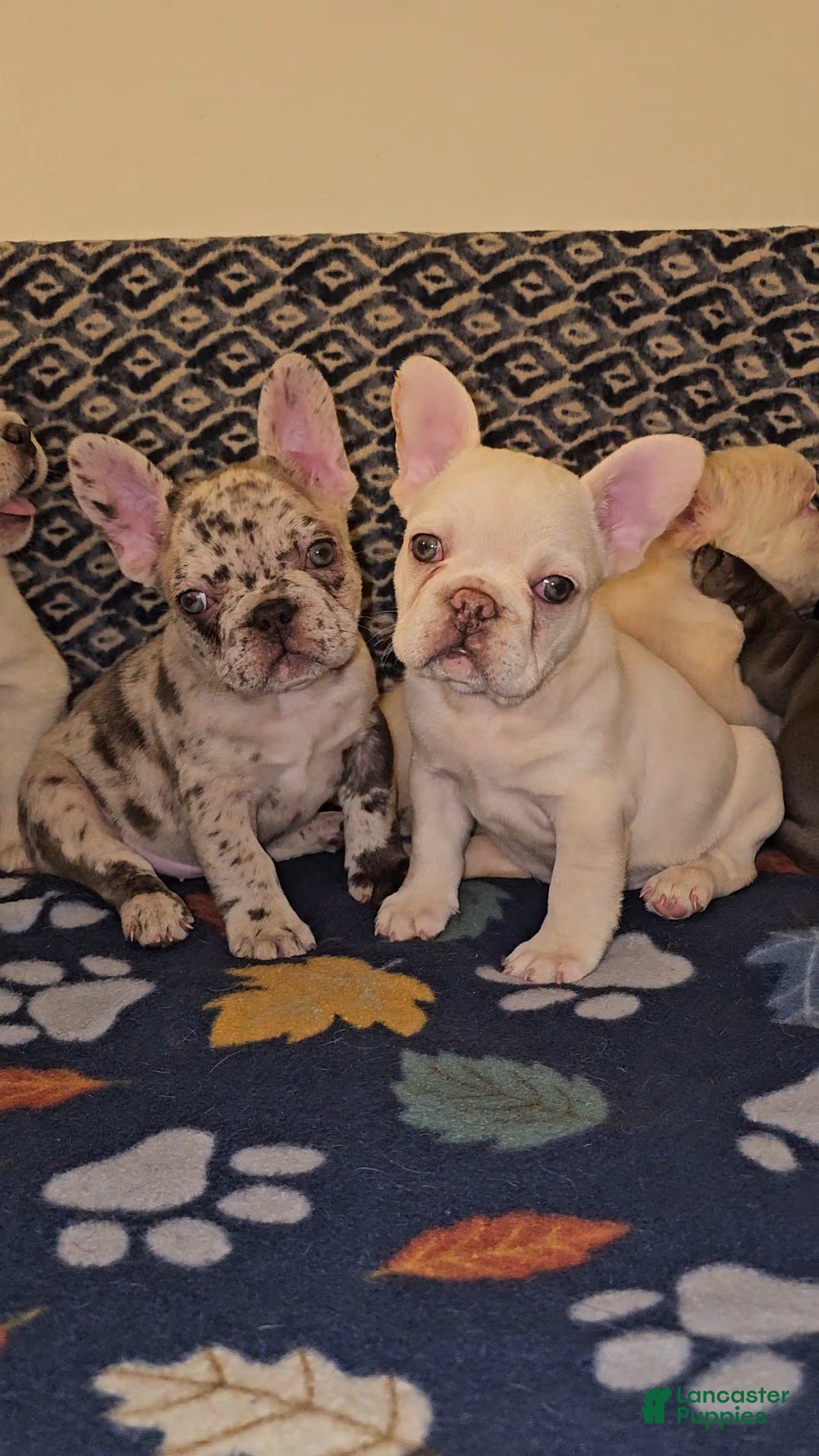 French Bulldog dogs French Bulldog Puppy 5 - Ad 28