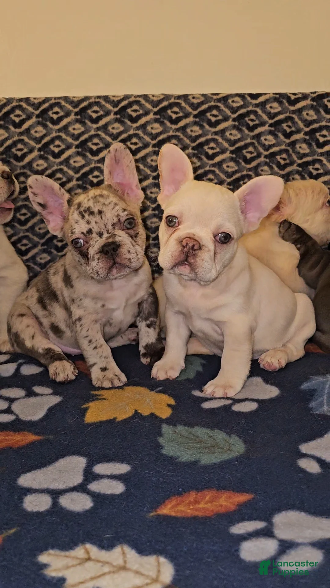 French Bulldog dogs for sale: French Bulldog Puppy 5 - Ad 1