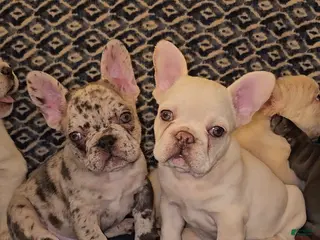 French Bulldog dogs French Bulldog Puppy 5 - Ad 26