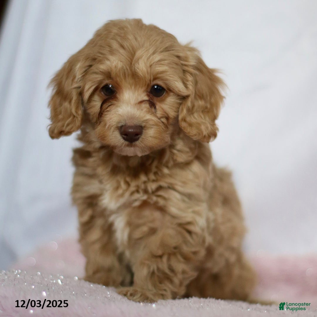 Doxiepoo dogs for sale: Golda - Ad 5