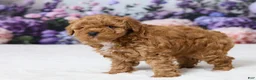 Miniature Poodle dogs for sale: Teddy - Ad 5