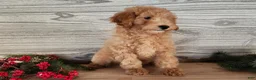 Mini Goldendoodle dogs for sale: Indy - Ad 11