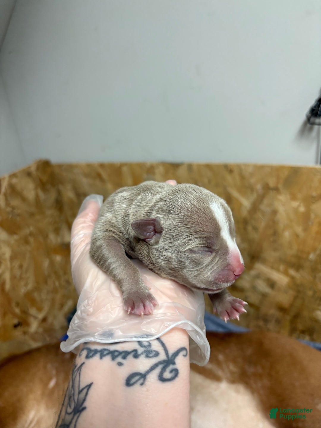 American Bully dogs for sale: Poe - Ad 9