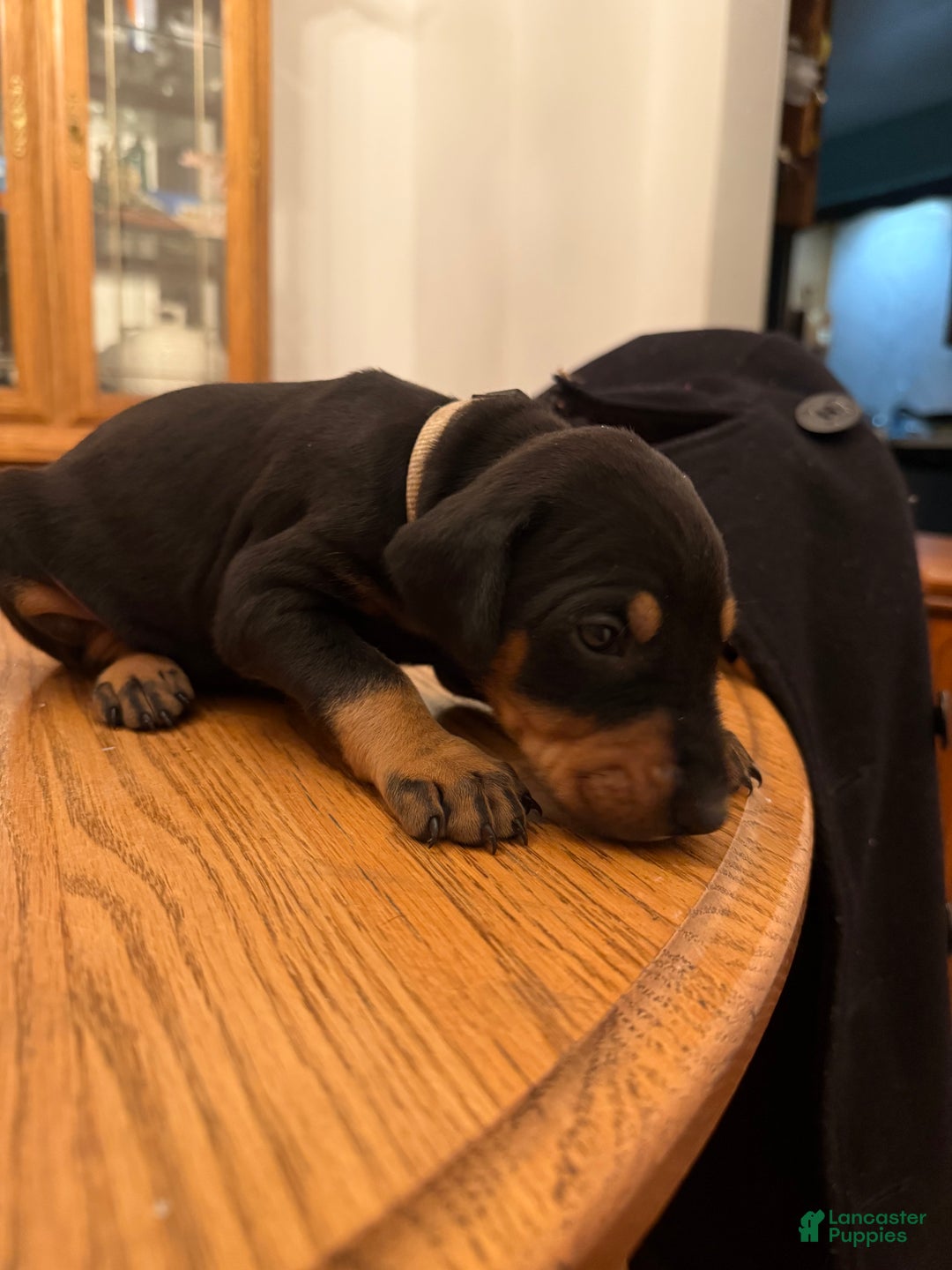 Doberman Pinscher dogs for sale: Greaser - Ad 1
