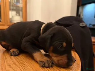 Doberman Pinscher dogs Greaser - Ad 35