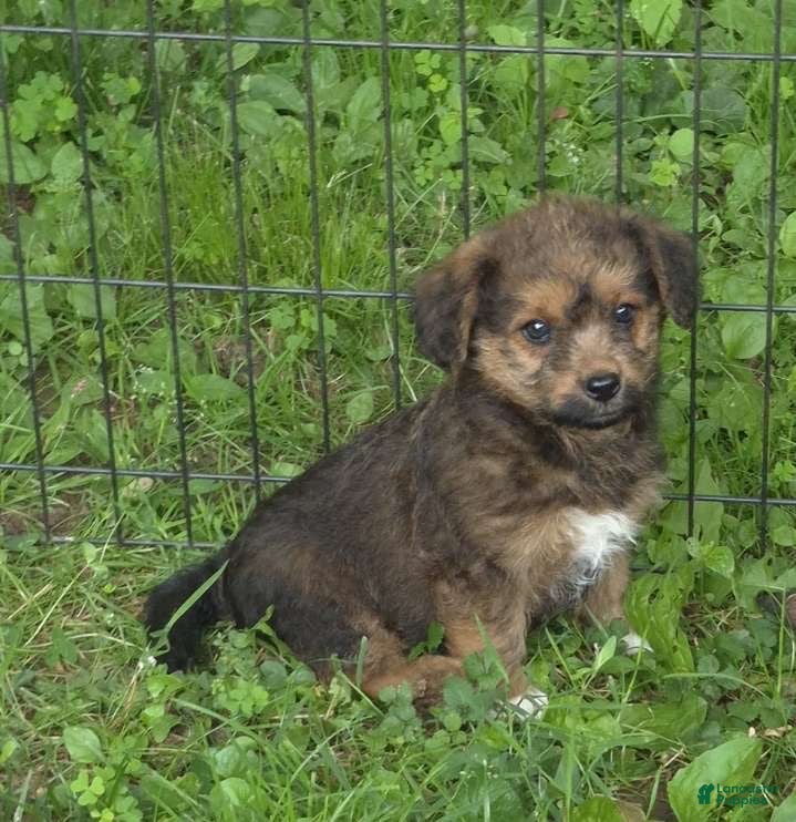 Corgipoo dogs Bella  - Ad 13