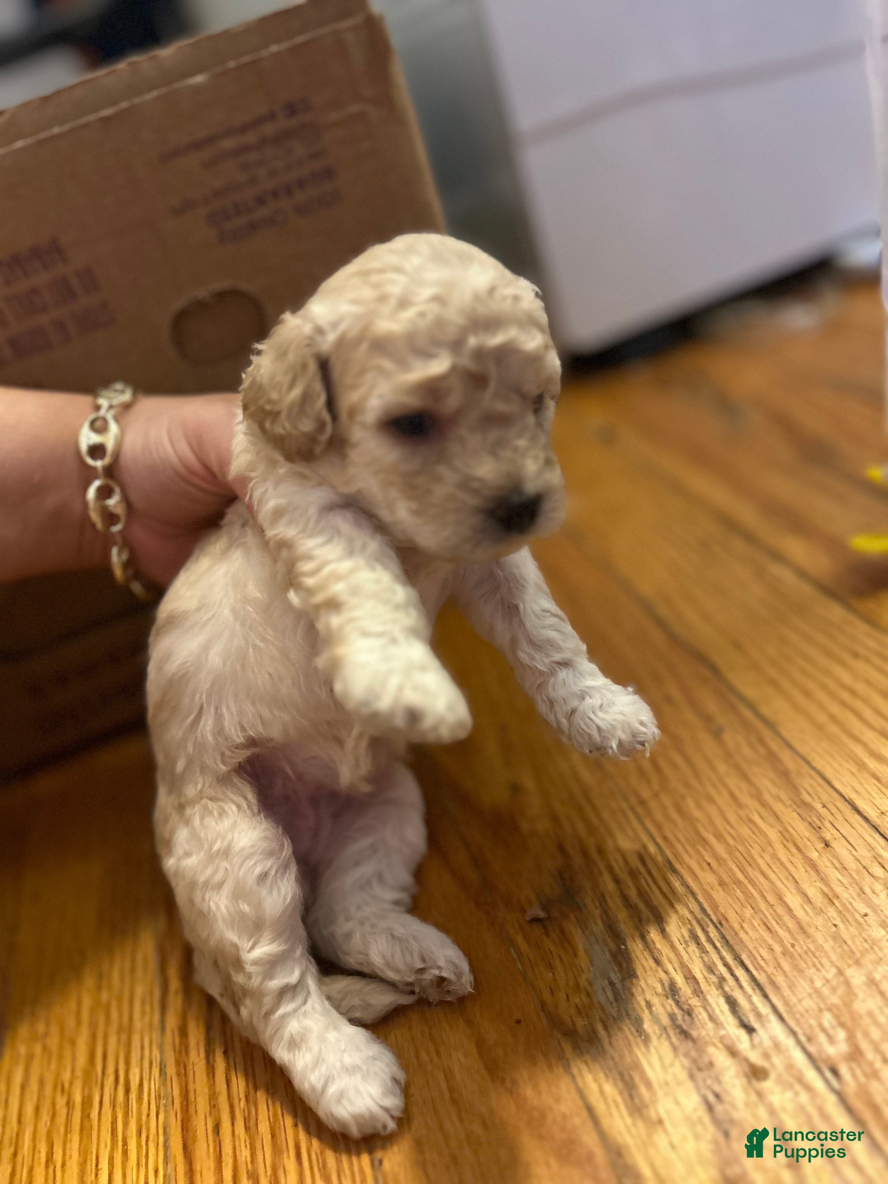 Toy Poodle dogs Tcup Jackson  - Ad 37