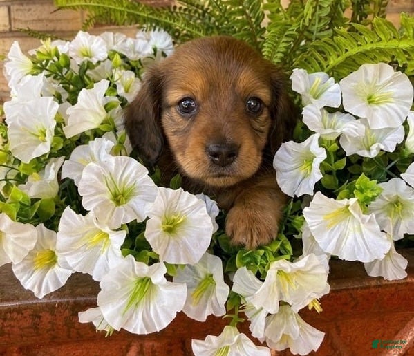 Miniature Dachshund dogs Willow - Ad 1