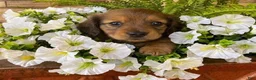 Miniature Dachshund dogs for sale: Willow - Ad 1