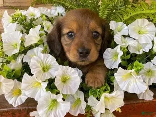 Miniature Dachshund dogs Willow - Ad 1