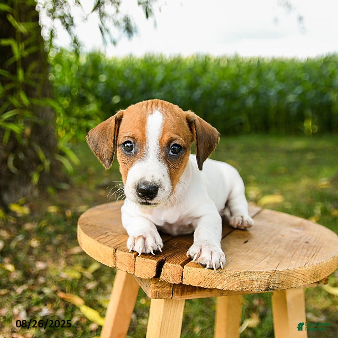 Jack Russell Terrier dogs for sale: Eddie - Ad 2