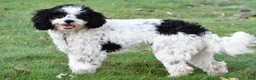 Cavapoo dogs for sale: romeo - Ad 2