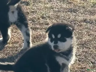 Alaskan Malamute dogs Alaskan Malamute Puppy 8 - Ad 11