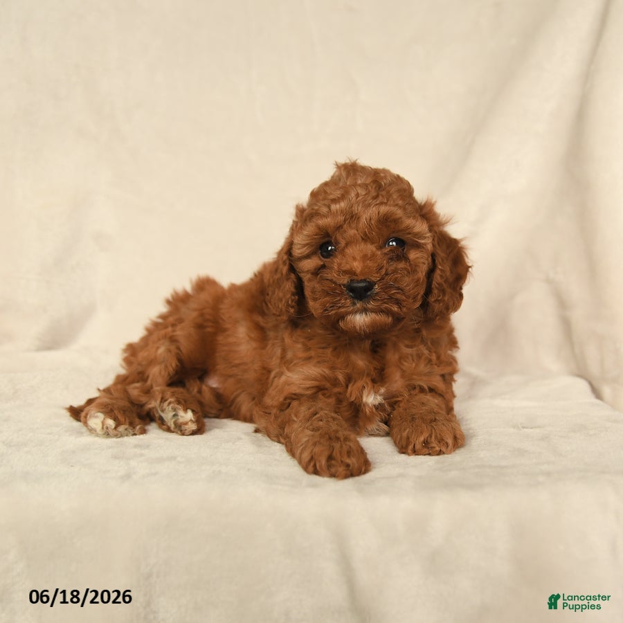 Cavapoo dogs Honey - Ad 1